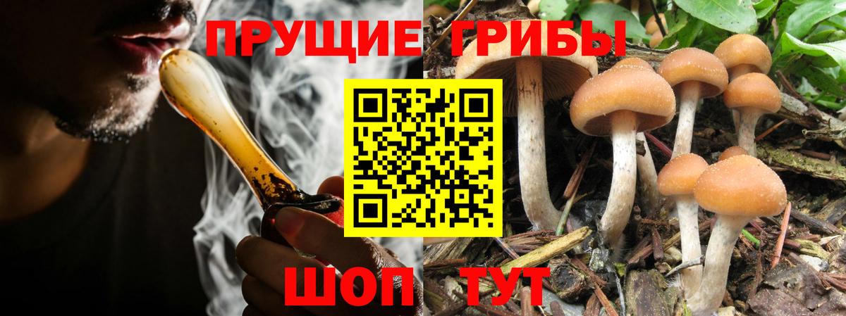 Псилоцибиновые грибы Psilocybine cubensis Красноуфимск